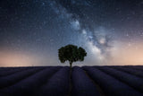Tree and Milky Way Poster och Canvastavla