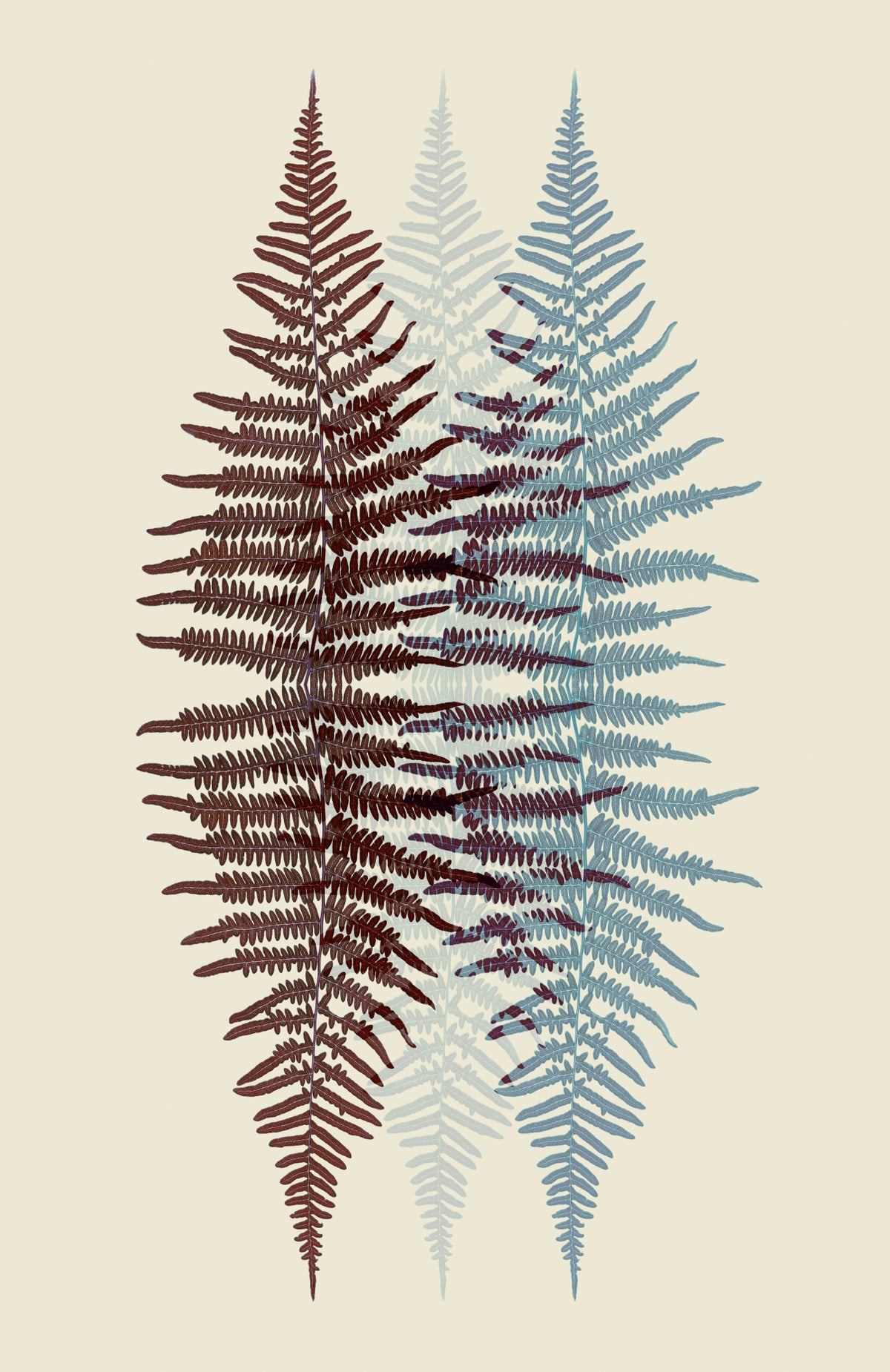 Chocolate and Teal Fern Poster och Canvastavla