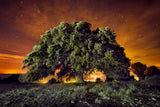 The Ilex Poster och Canvastavla