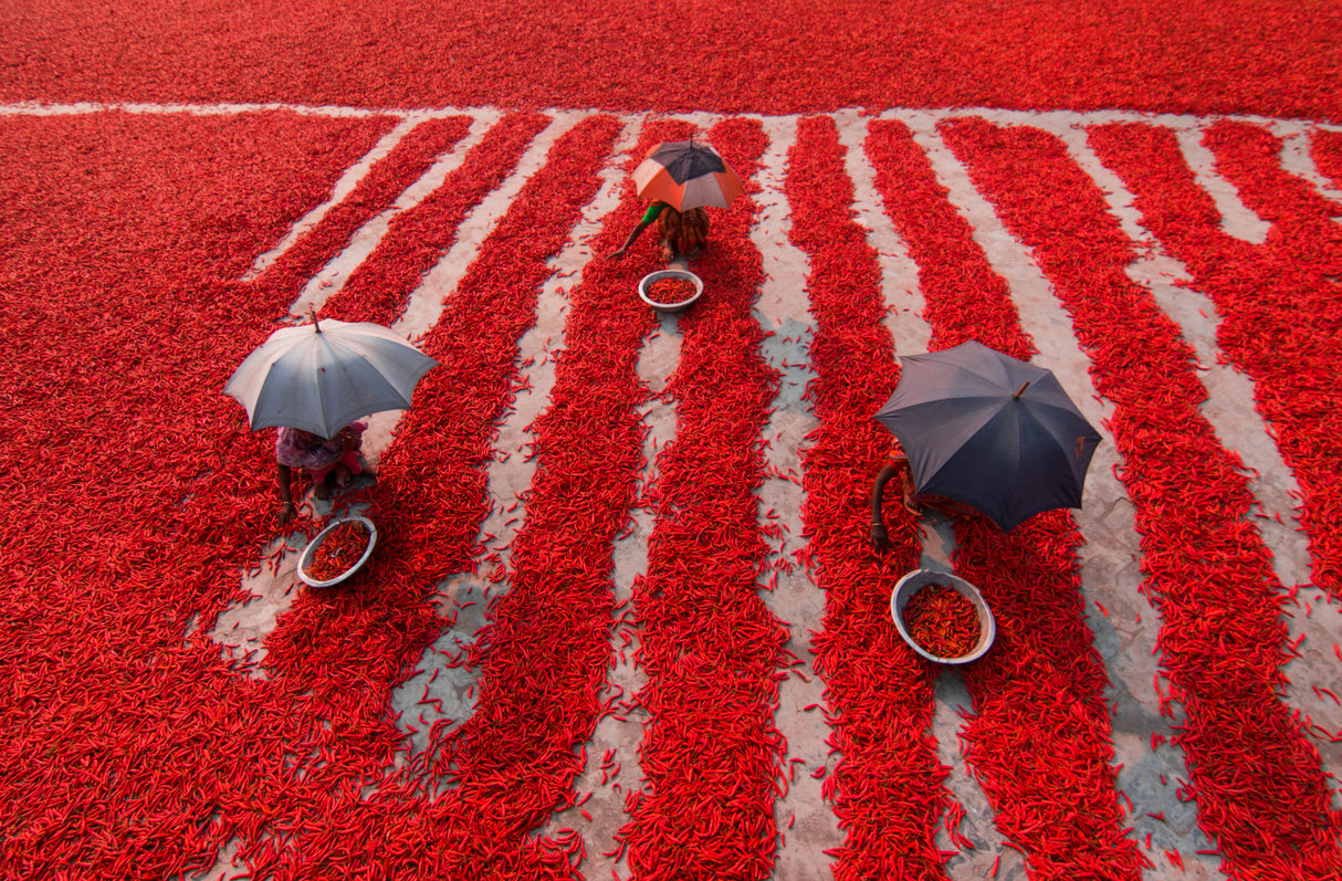 Red chilies Poster och Canvastavla
