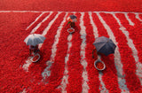 Red chilies Poster och Canvastavla