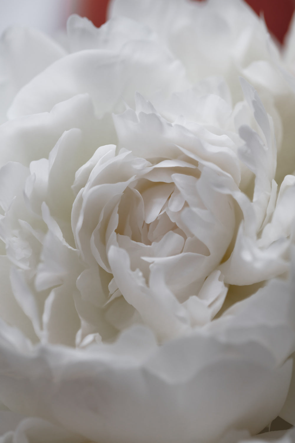 Peony_13 Poster och Canvastavla
