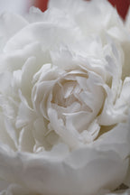 Peony_13 Poster och Canvastavla