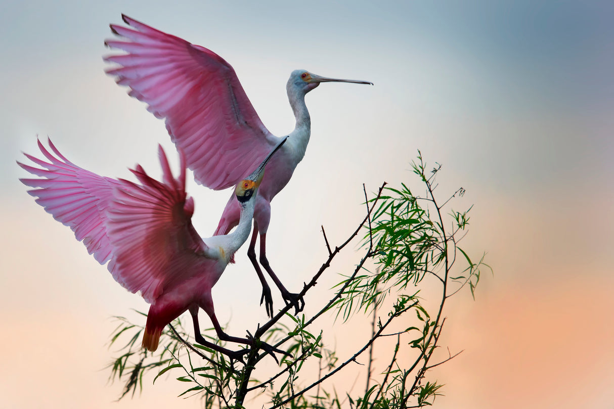 Two Roseate Spoonbills Poster och Canvastavla