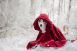 Little Red Riding Hood in Winter Poster och Canvastavla