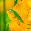 A Green Anole in A Flower Poster och Canvastavla