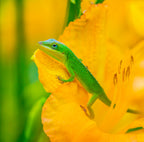 A Green Anole in A Flower Poster och Canvastavla