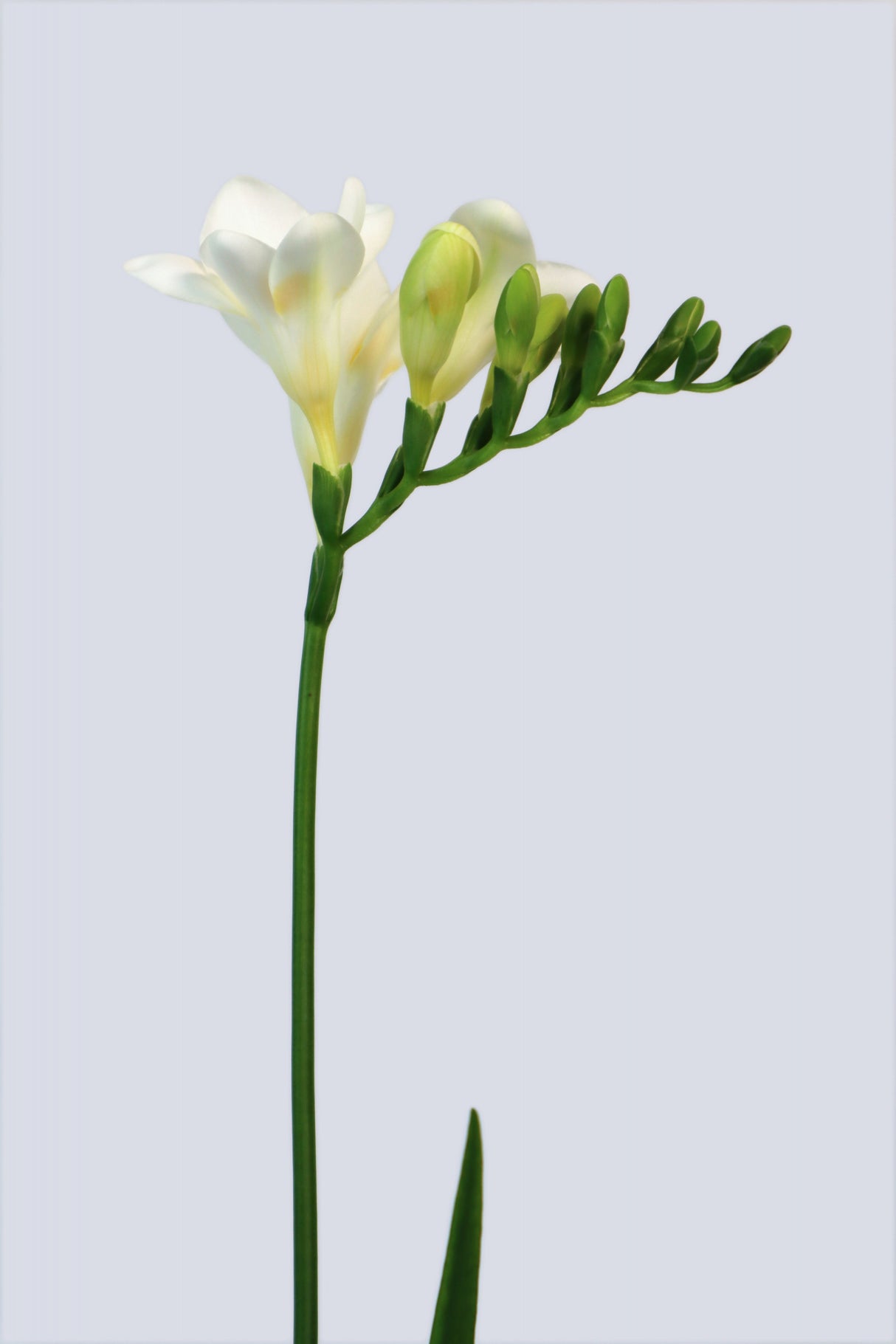 White freesia Poster och Canvastavla