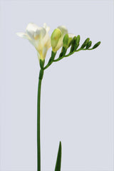 White freesia Poster och Canvastavla