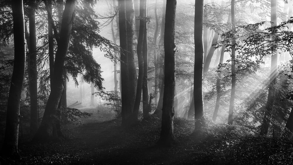The first light... Poster och Canvastavla