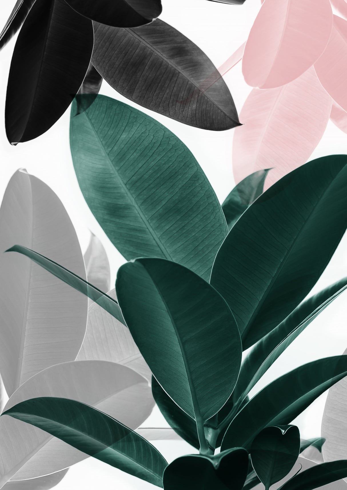 Leaf Play Poster och Canvastavla