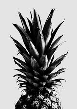 Pine Gray Poster och Canvastavla