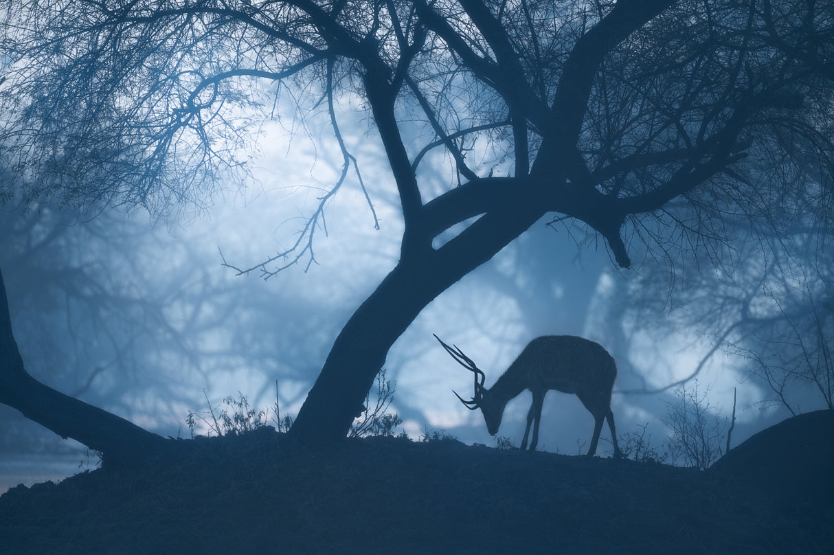Misty Winter Morning Poster och Canvastavla