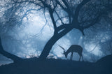 Misty Winter Morning Poster och Canvastavla