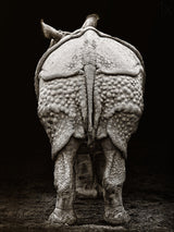 Rhino buttocks Poster och Canvastavla