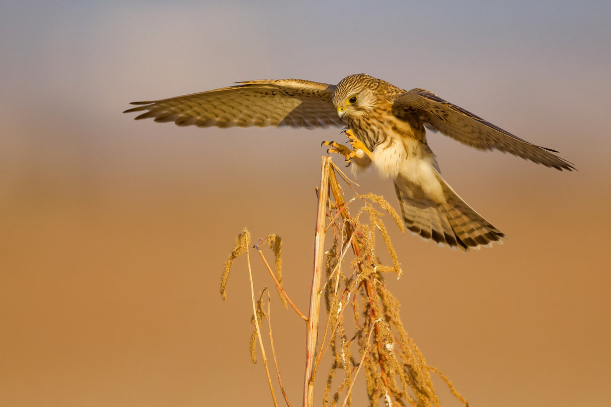 Common kestrel Poster och Canvastavla
