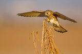 Common kestrel Poster och Canvastavla