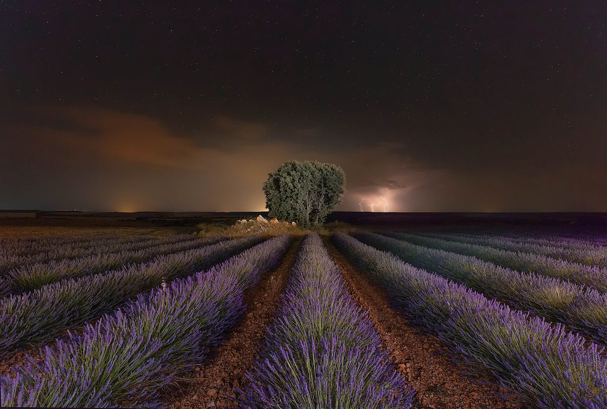 Lavanda &amp; Rayos Poster och Canvastavla