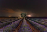 Lavanda &amp; Rayos Poster och Canvastavla