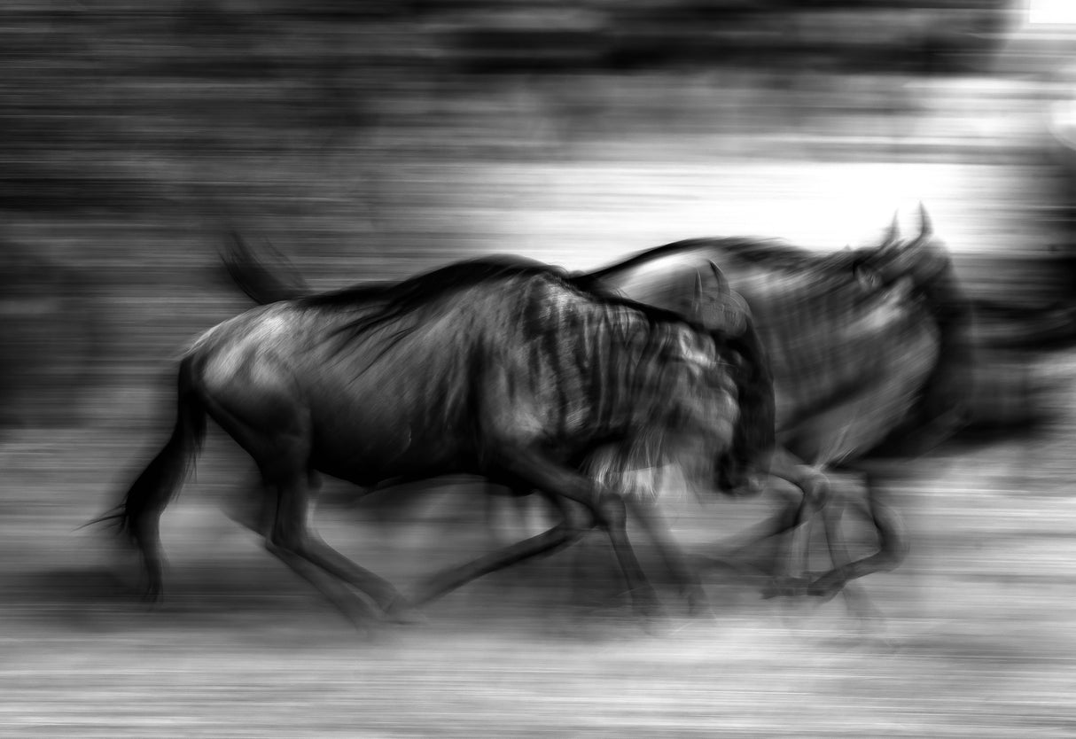 The wildebeest race Poster och Canvastavla