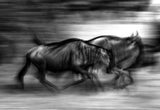 The wildebeest race Poster och Canvastavla
