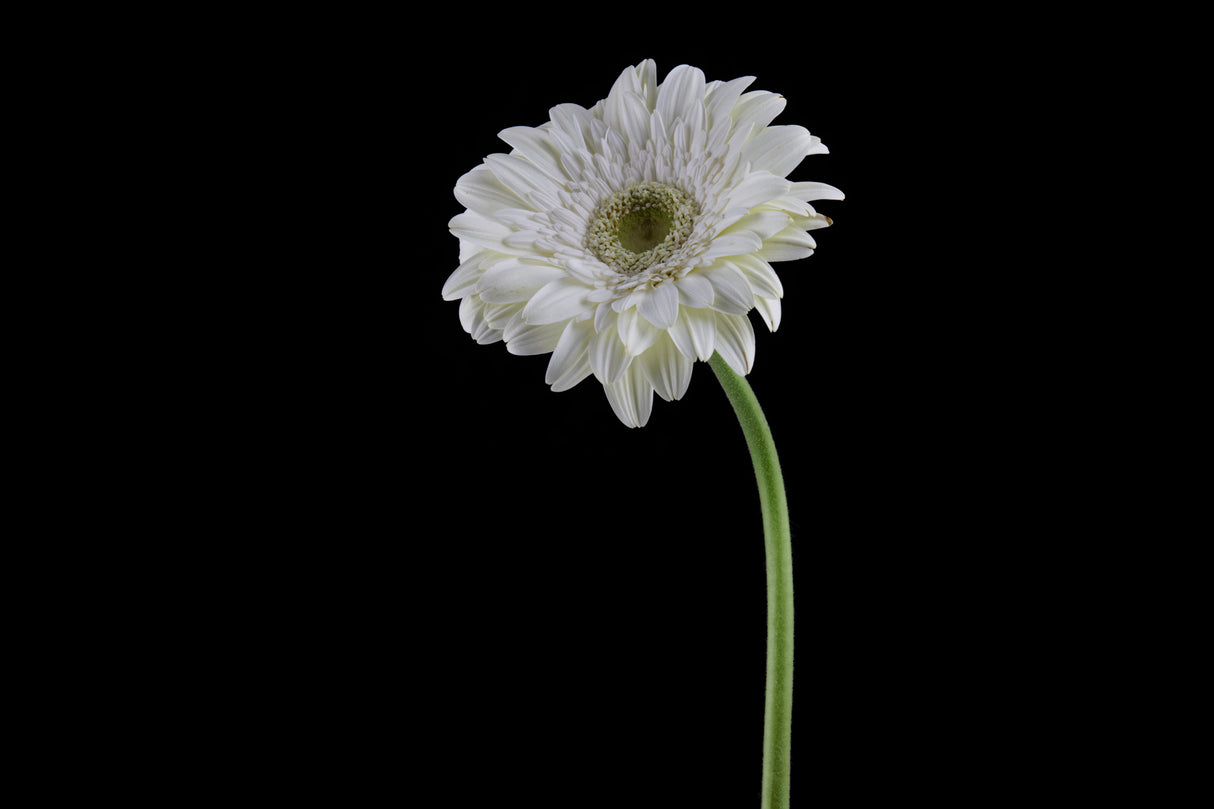 beautiful flower in front of black background Poster och Canvastavla