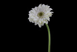 beautiful flower in front of black background Poster och Canvastavla