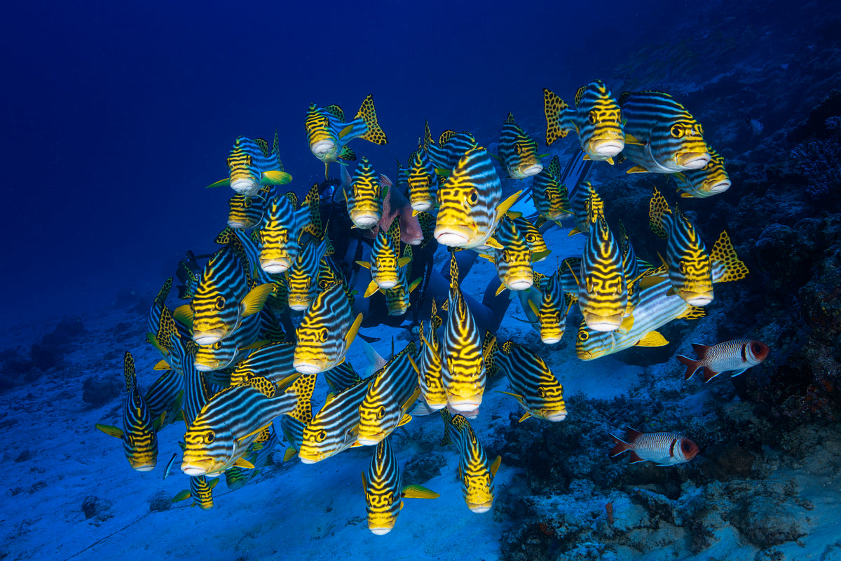 Oriental Sweetlips Poster och Canvastavla