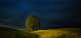 I see trees of green Poster och Canvastavla