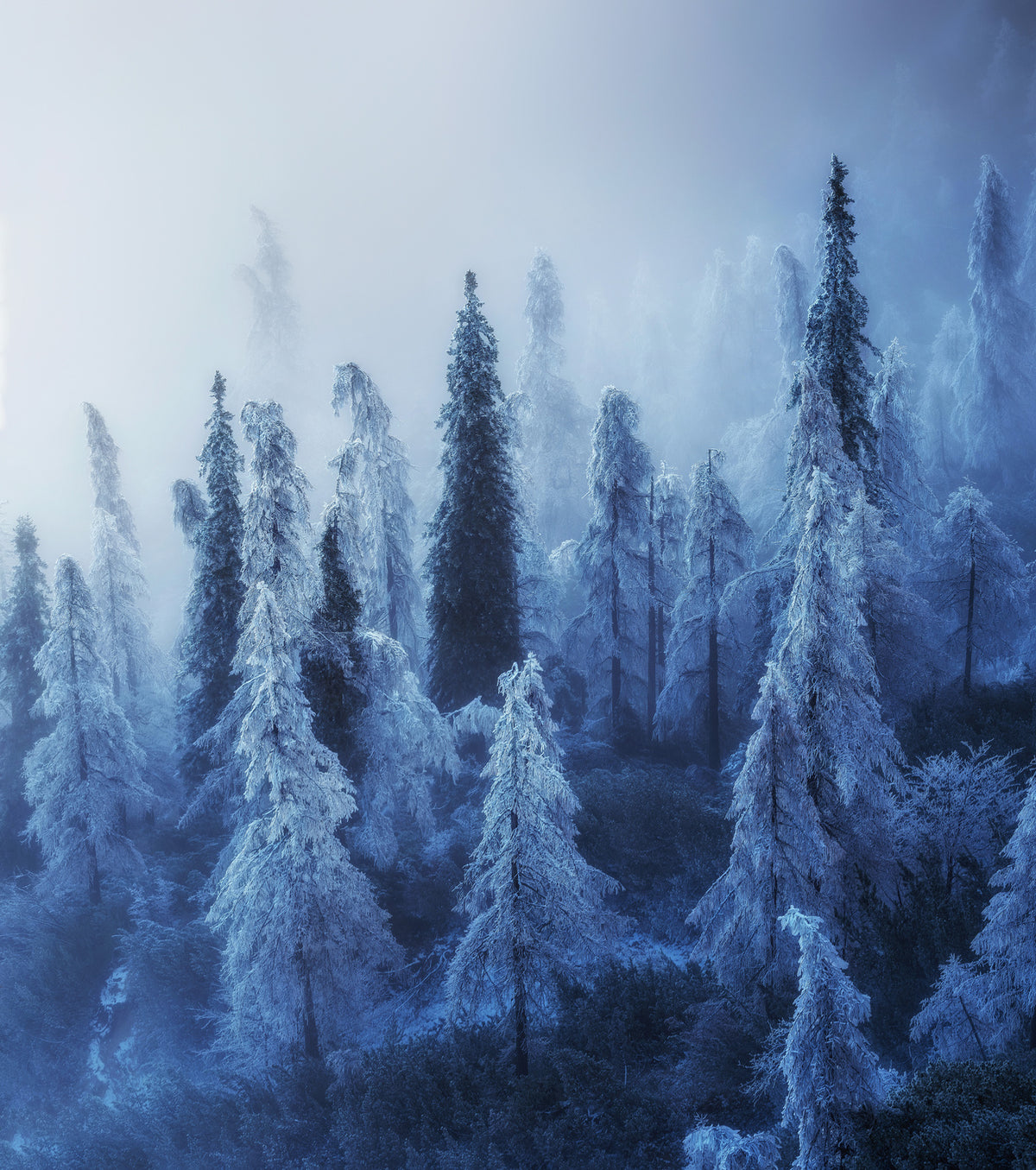 Enchanted forest Poster och Canvastavla