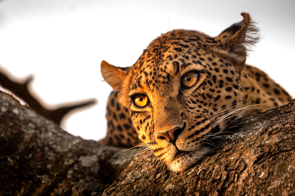 Leopard eyes Poster och Canvastavla