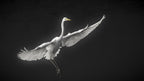 Grande aigrette phase 3 Poster och Canvastavla