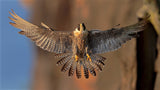 Peregrine Falcon Poster och Canvastavla