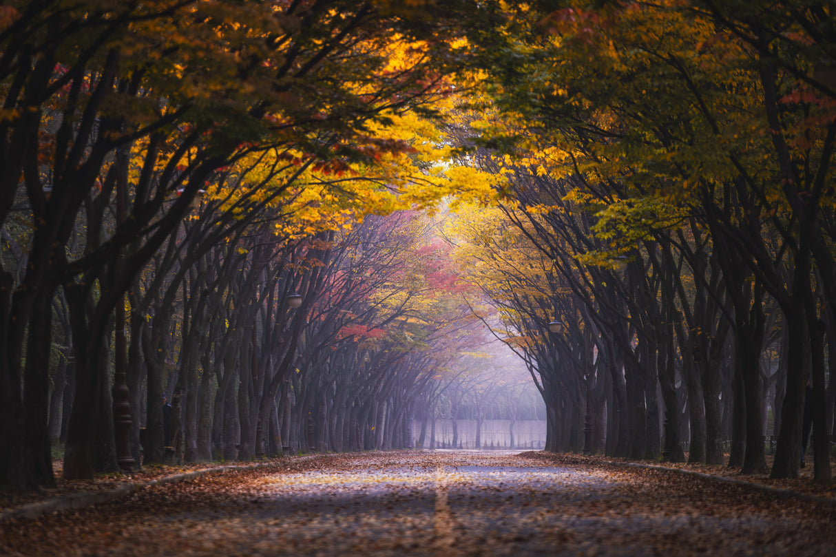 Autumn morning Poster och Canvastavla