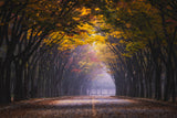Autumn morning Poster och Canvastavla