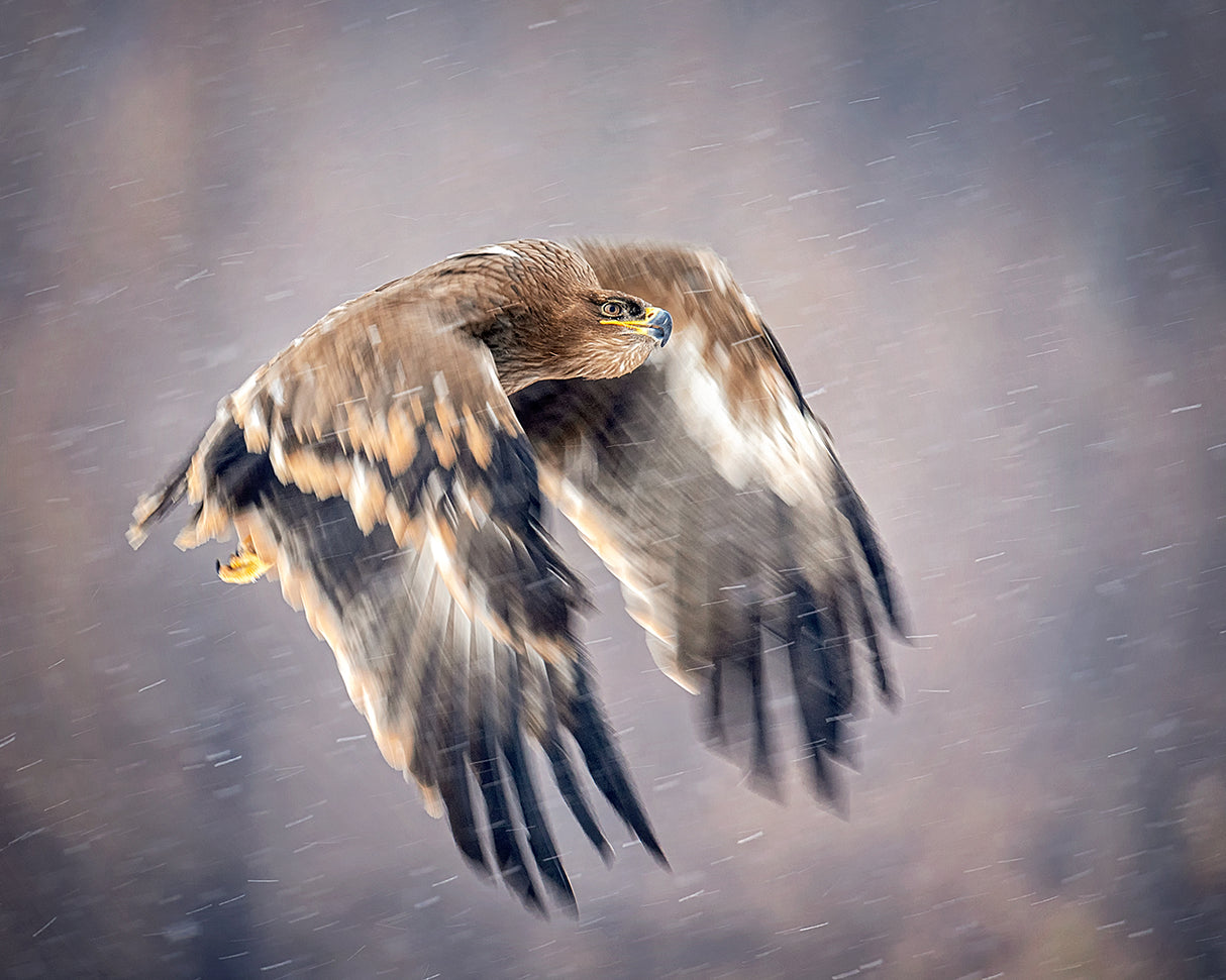 Soaring in the snow Poster och Canvastavla