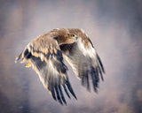 Soaring in the snow Poster och Canvastavla