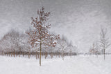 Winter countryside Poster och Canvastavla