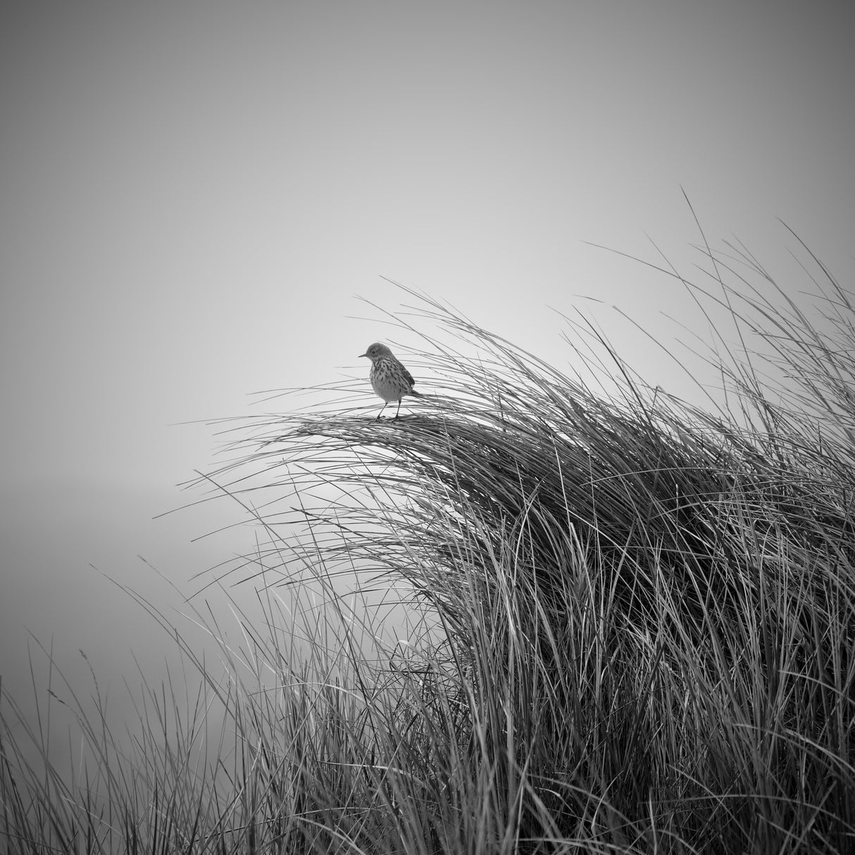 Lark in dune grass Poster och Canvastavla
