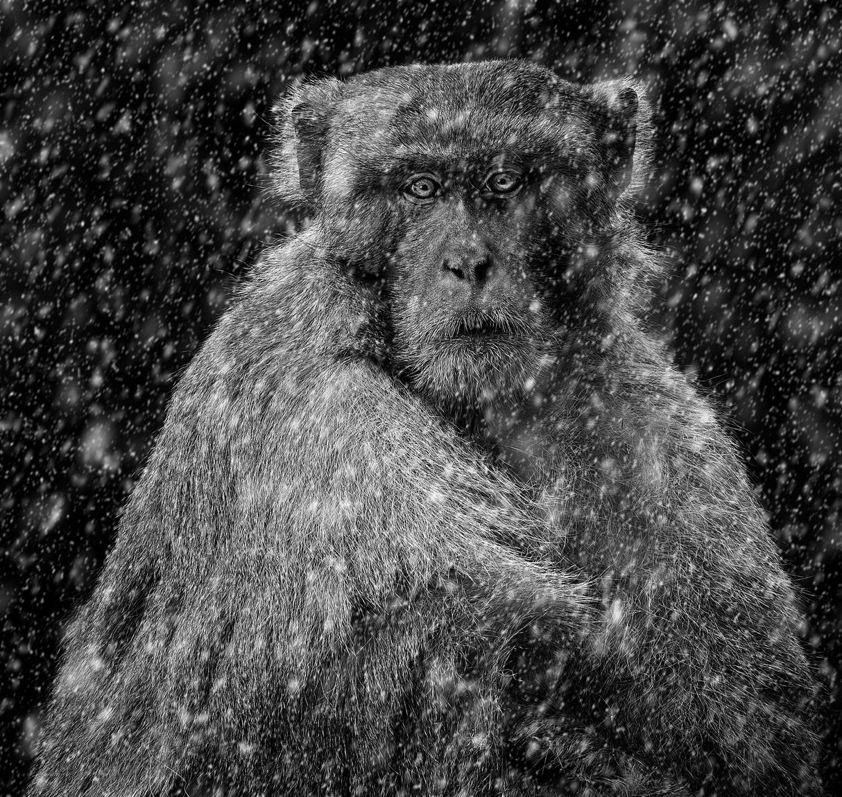 Monkey In Snow Poster och Canvastavla