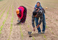 seasonal workers Poster och Canvastavla
