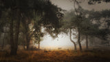 Foggy memory  of the past Poster och Canvastavla