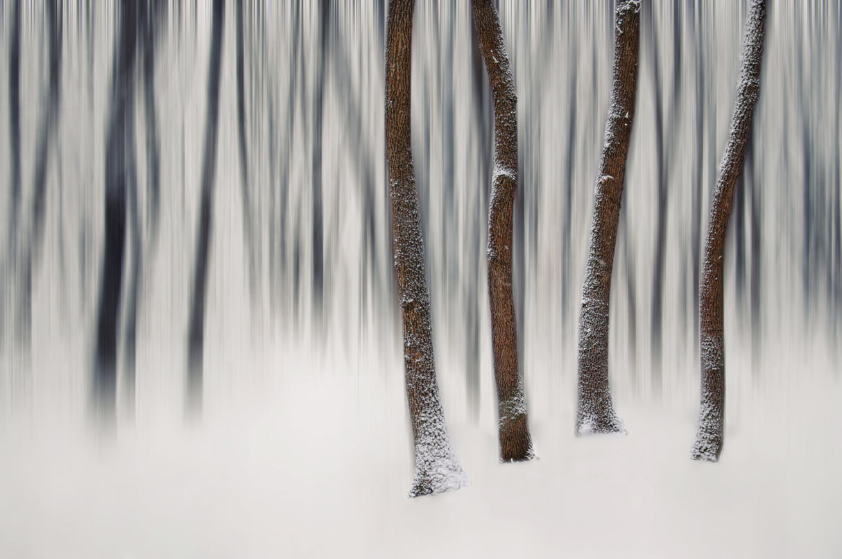 A forest story Poster och Canvastavla
