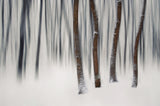A forest story Poster och Canvastavla