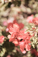 Island Bloom Poster och Canvastavla