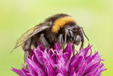 bee Poster och Canvastavla