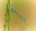 Delicate Damsel Poster och Canvastavla