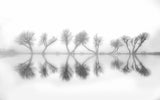 The Trees Poster och Canvastavla