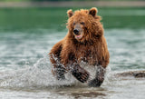 Te run in the lake (fishing) Poster och Canvastavla
