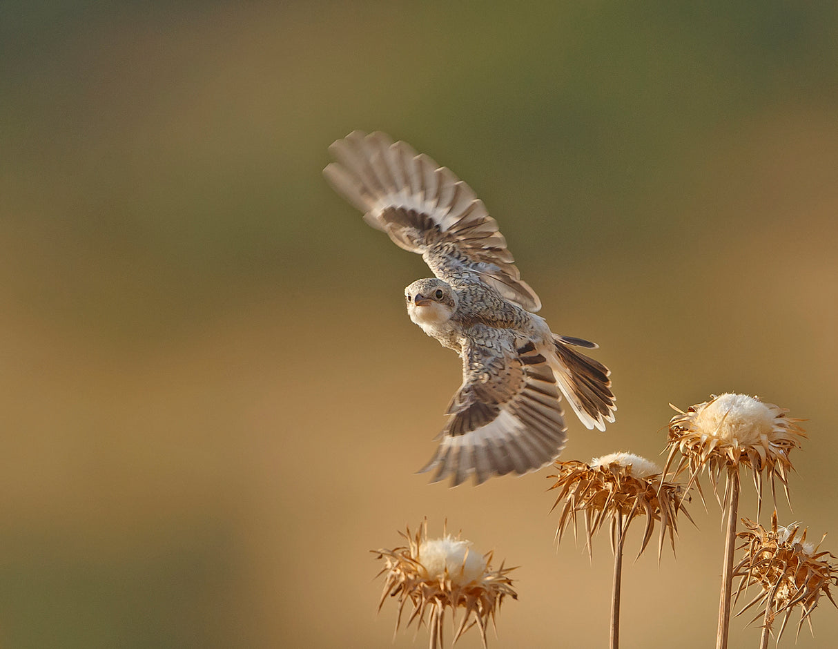 A young Woodchat Shrike looks into my camera Poster och Canvastavla